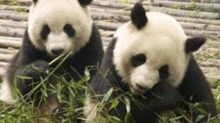 Pandas podem dar caminho para produção de biocombustíveis