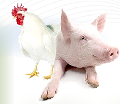 Empresa riograndense Importherm é presença garantida na AveSui 2016