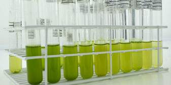 Pesquisas com microalgas para produção de biocombustível