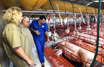 Frigorífico de suínos deve ser inaugurado até fim de novembro