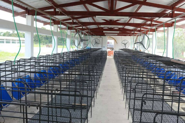 Estação de recepção de suínos importados terá R$ 2 mi para ampliação