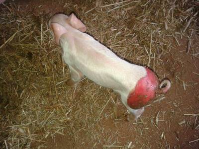 Formação incompleta de pele pode levar a morte