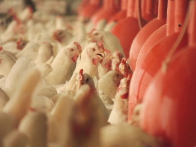 Alimentos alternativos podem diminuir custos na produção de frangos e suínos