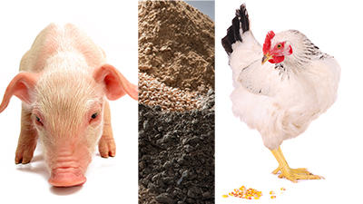 Produção livre de antibióticos: um debate para produtores de carne de aves e suínos