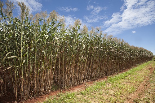 Sorgo biomassa é aposta como fonte de energia renovável