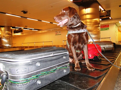 Labrador é usado pela primeira vez na fiscalização agropecuária brasileira