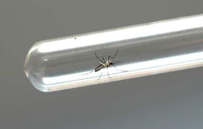 Nova geração de bioinseticida contra Aedes aegypti está em fase final de produção na Embrapa