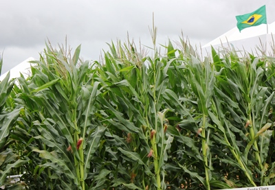 Plantio da segunda safra de milho do Paraná atinge 99% da área