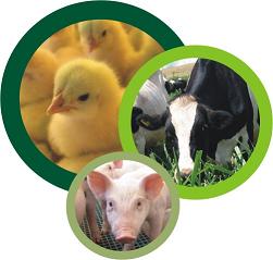 Pirataria de remédio para animais chega a 15%