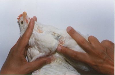 Interferência do manejo vacional na eficicência das vacinas vivas – Por Eva Hunka