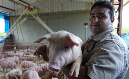 Deputado apresenta o projeto de lei que institui o município de Tapurah como a capital da suinocultura em Mato Grosso