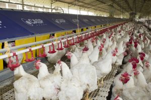 Empresa lança ninho automático para matrizes