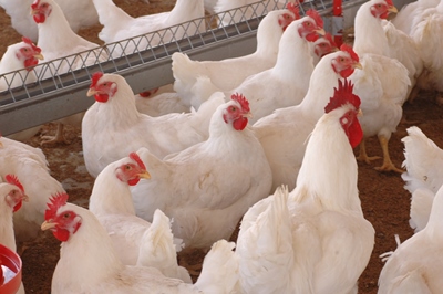 Carne de frango tem ou não hormônio? – por Graziela Silva