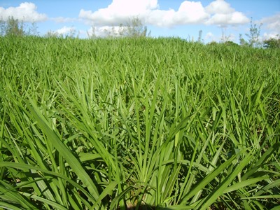 Capim elefante é testado para produção de energia em usinas de biomassa