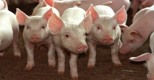 Personalidades da Abipecs – Mercado Suíno