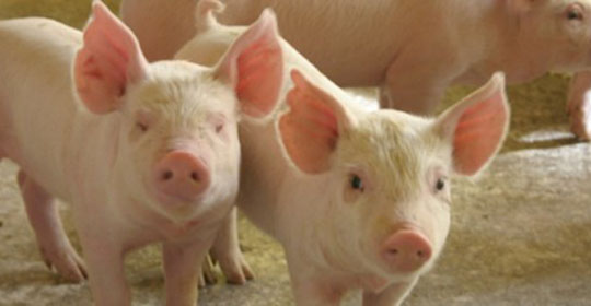 Suinocultura Brasileira em 2013 e perspectivas para 2014