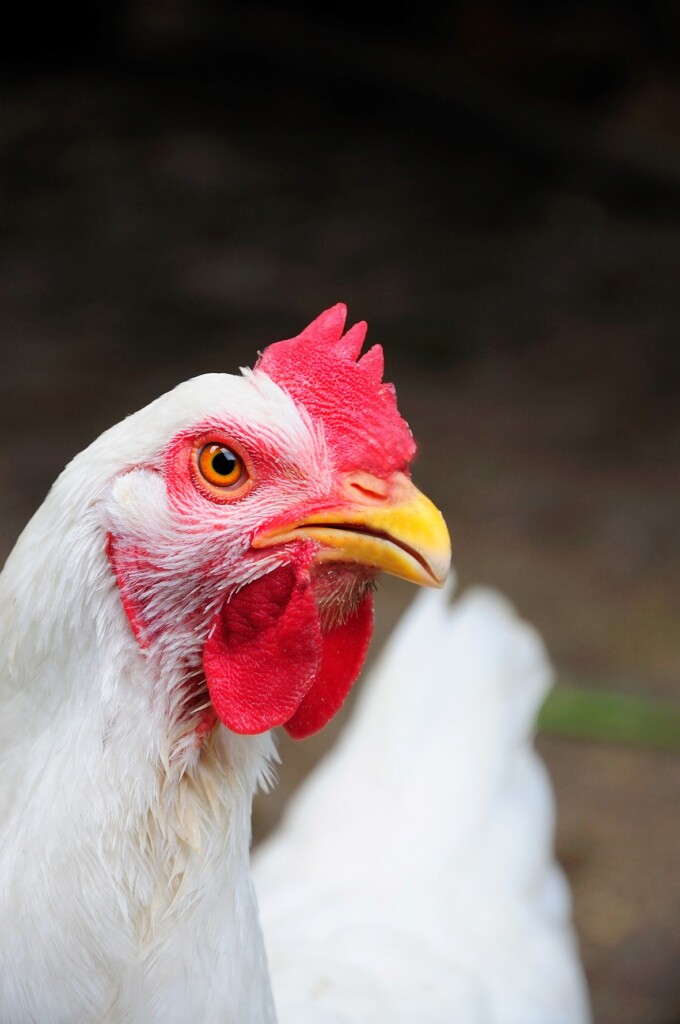 Micotoxinas em aves: prevalência e controle no período de verão – por Cristiane Sanfelice