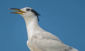 Brasil já possui 48 casos confirmados de gripe aviária em aves silvestres
