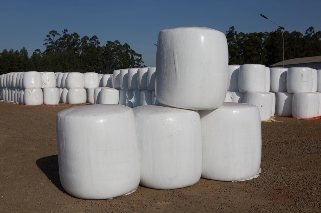 Holambra Cooperativa Agroindustrial lança caroço de algodão compactado para nutrição animal