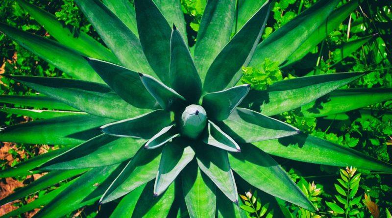 Sertão Bioenergia fará etanol de sisal com sócio australiano