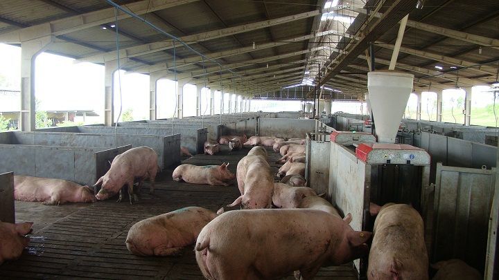 Relatório anual avalia bem-estar de suínos na indústria brasileira