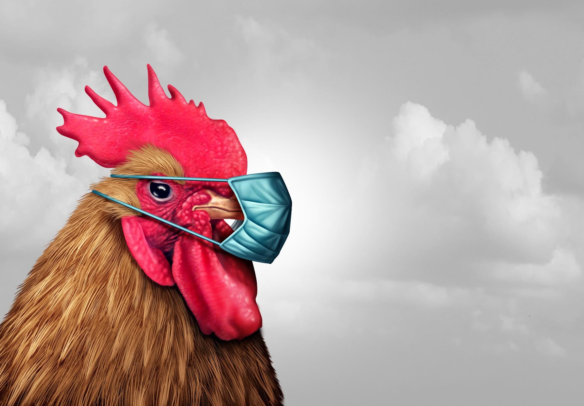 França busca uma estratégia de vacinação contra H5N1