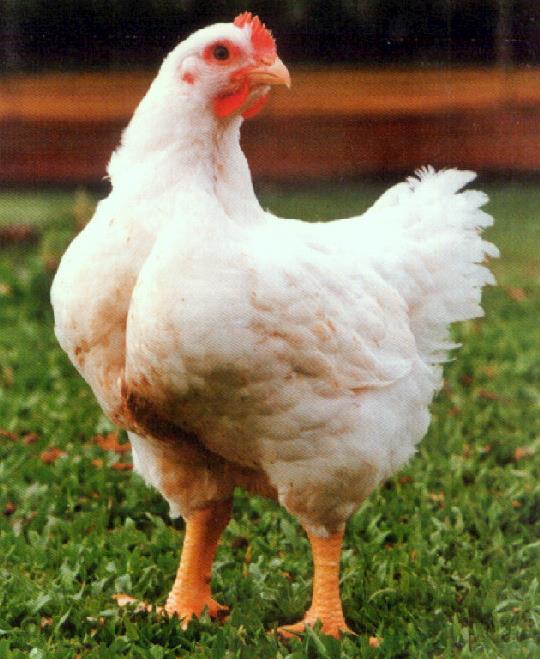 Projeto de bem-estar animal é instalado em Cascavel