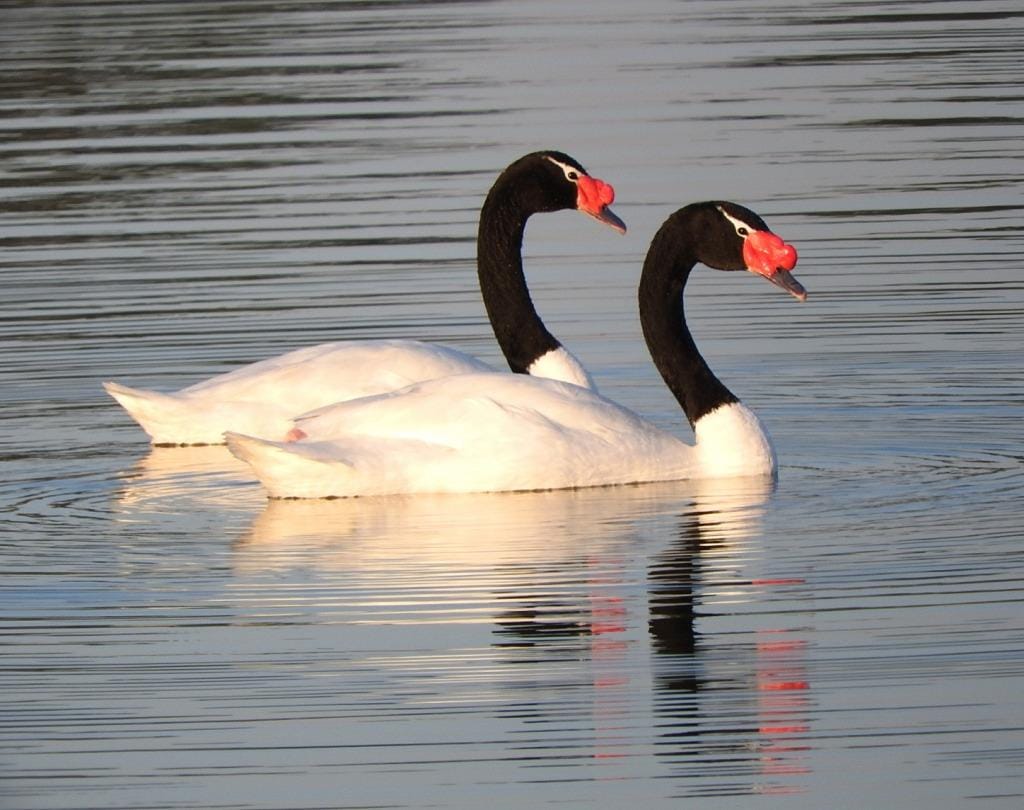 Número de casos de gripe aviária no Brasil sobe para 90