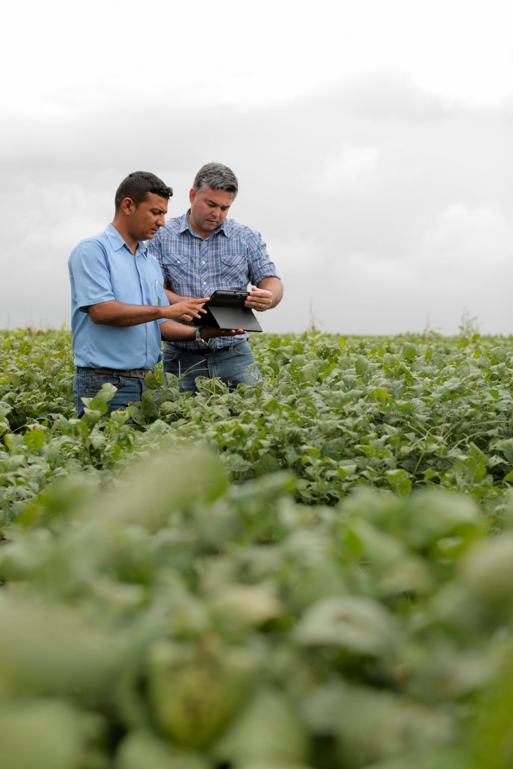 Custos de produção de soja aumentam e preocupam 70% dos produtores