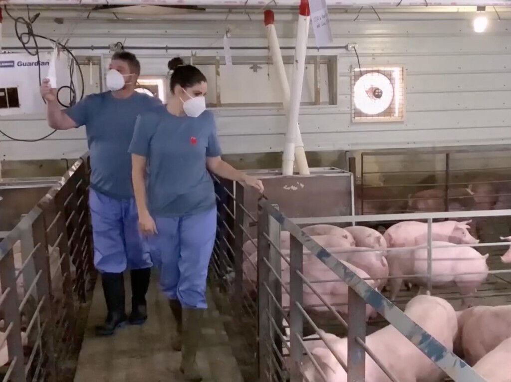 Vídeo produzido pela BBC StoryWorks destaca a edição de genes e a produção de suínos resistentes a PRRS