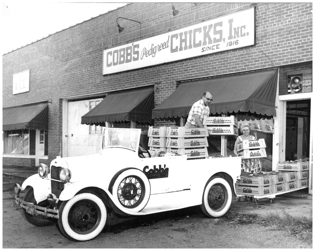 Genética avícola mais antiga do mundo completa centenário