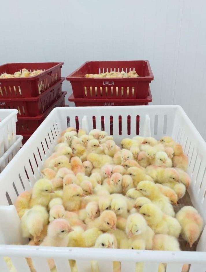 Incubatório Dália deverá atingir meta de 280 mil pintinhos até o final do ano, chegando a 100% da capacidade de incubação da planta