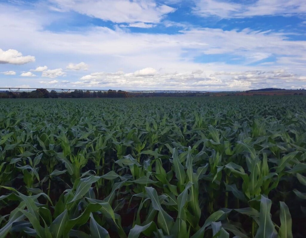 Mato Grosso do Sul deve registrar geada no inverno