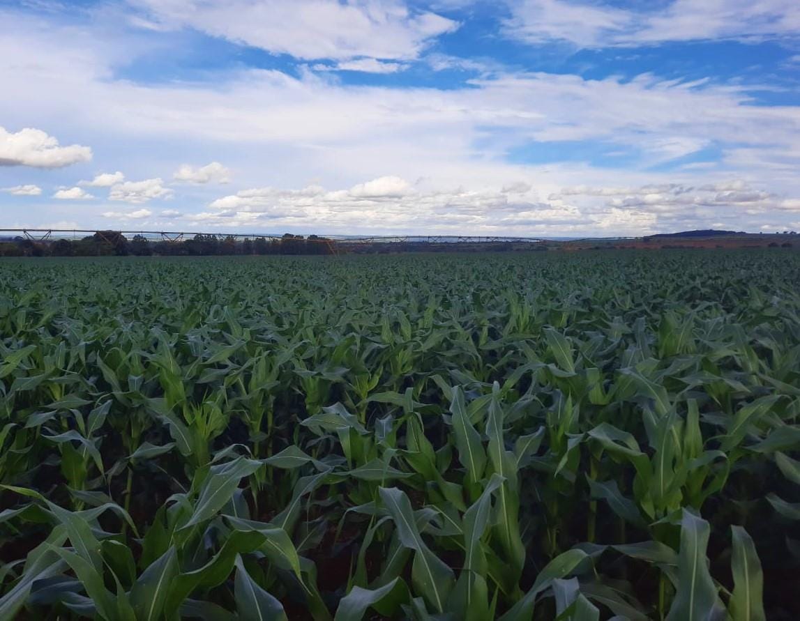 Mato Grosso do Sul deve registrar geada no inverno