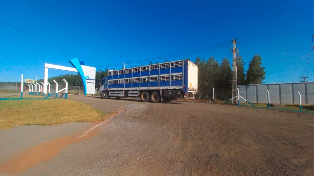 Agroceres PIC inicia povoamento do Núcleo Genético Gênesis