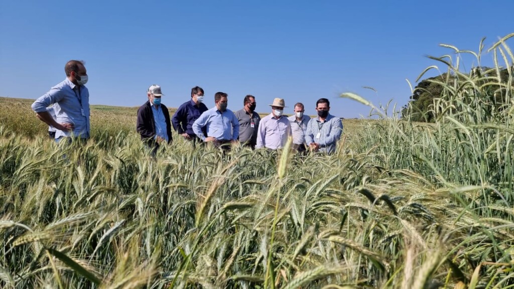 Santa Catarina avança nas pesquisas para produção de cereais de inverno no Oeste