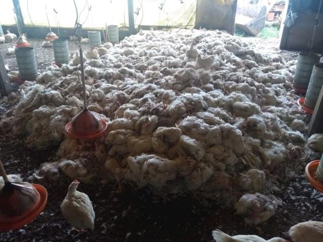 Brasil pode ter de importar frangos, diz ministro Blairo Maggi