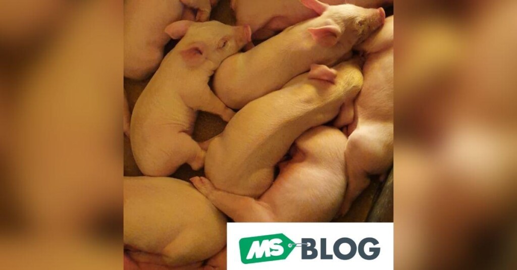 PREbiótico x PRObiótico – Qual a diferença?