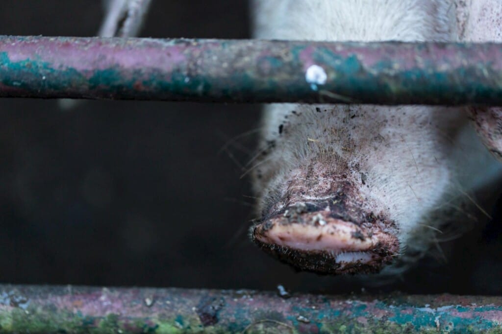 Déficit de carne suína faz China olhar para outras proteínas
