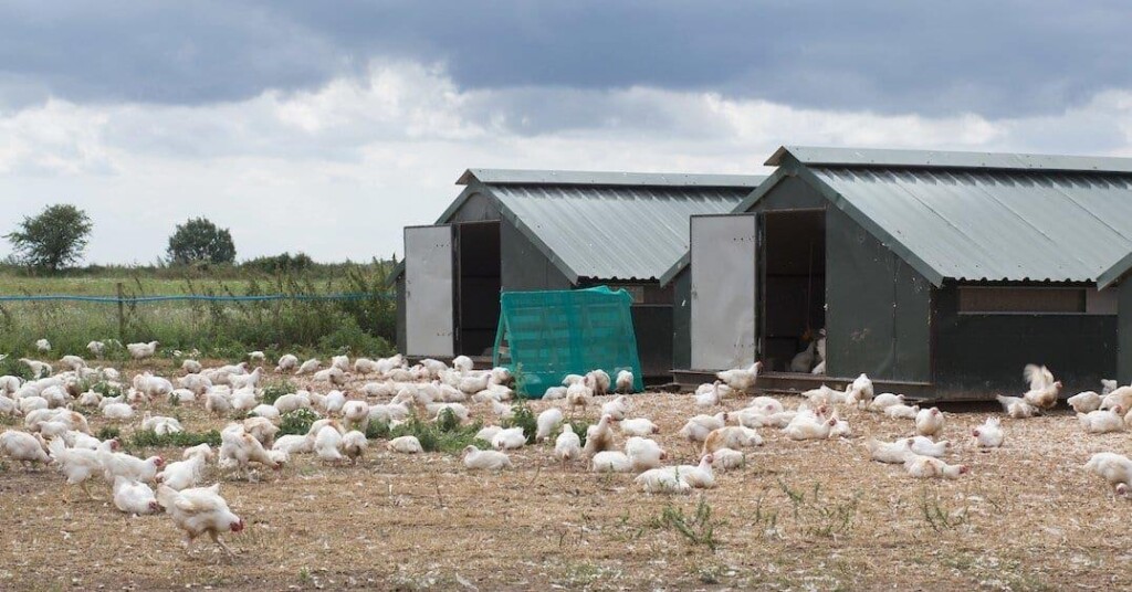 Grupo LDC adquire Capestone Organic Poultry