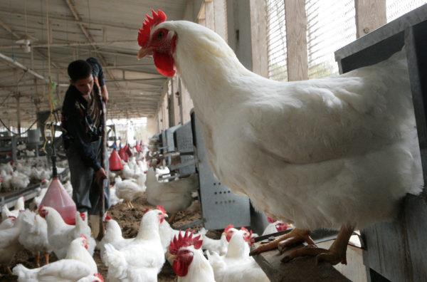 Países árabes criam associação de avicultores