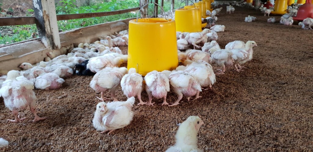 Grãos Secos Destilados com Solúveis (DDGs) de milho na dieta de frangos de corte