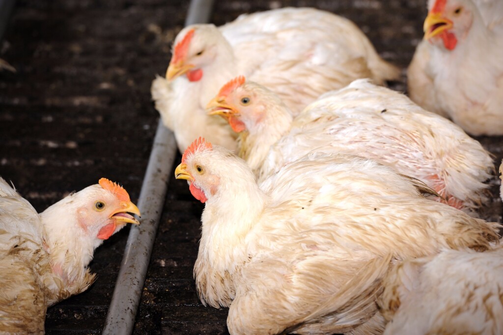 Exportações de carne de frango crescem 6% em julho e somam 385 mil/t