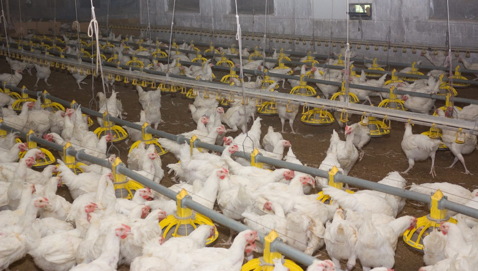 Demanda aquecida e oferta limitada elevam preços da carne e do frango vivo