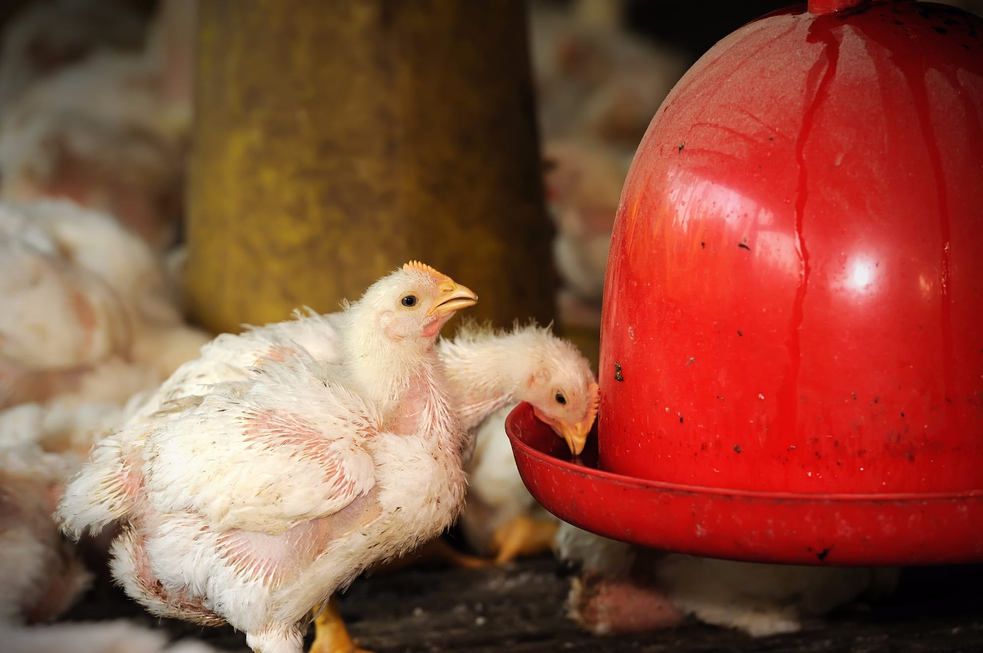 Nos EUA, a escassez de frango se aproxima Nos EUA, a escassez de frango se aproxima