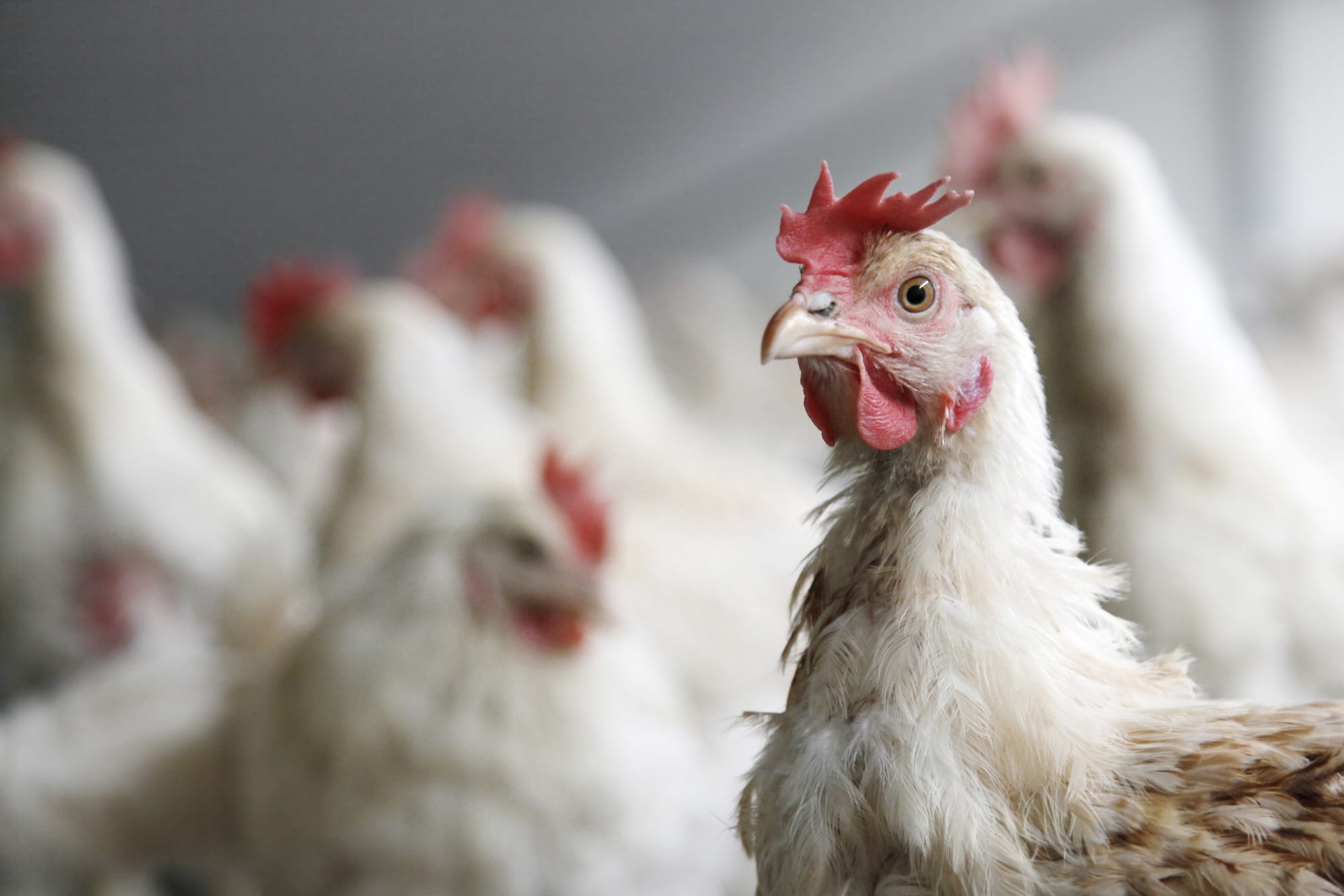 Custos de produção de frango de corte voltam a subir em agosto