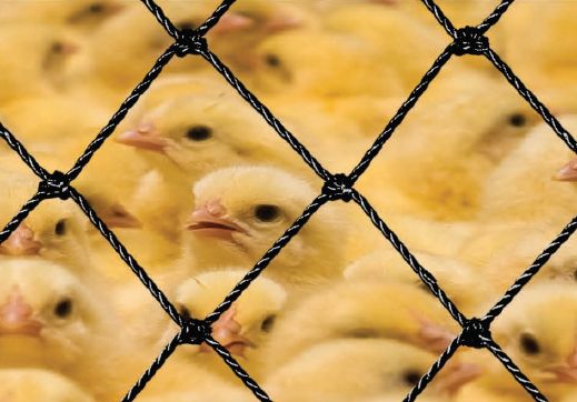 No Egito, centenas de pintinhos são abatidos por falta de ração