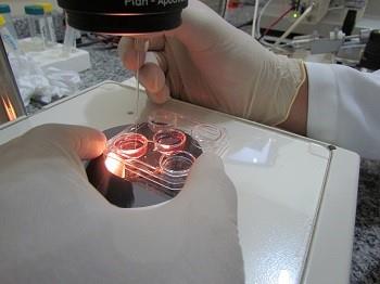 Alelo Animal é compartilhado com países membros da FAO