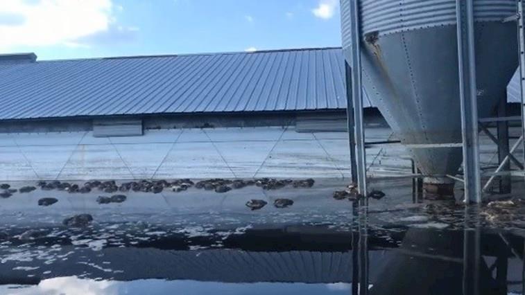 Milhões de frangos e suínos mortos pelas inundações do furacão Florence