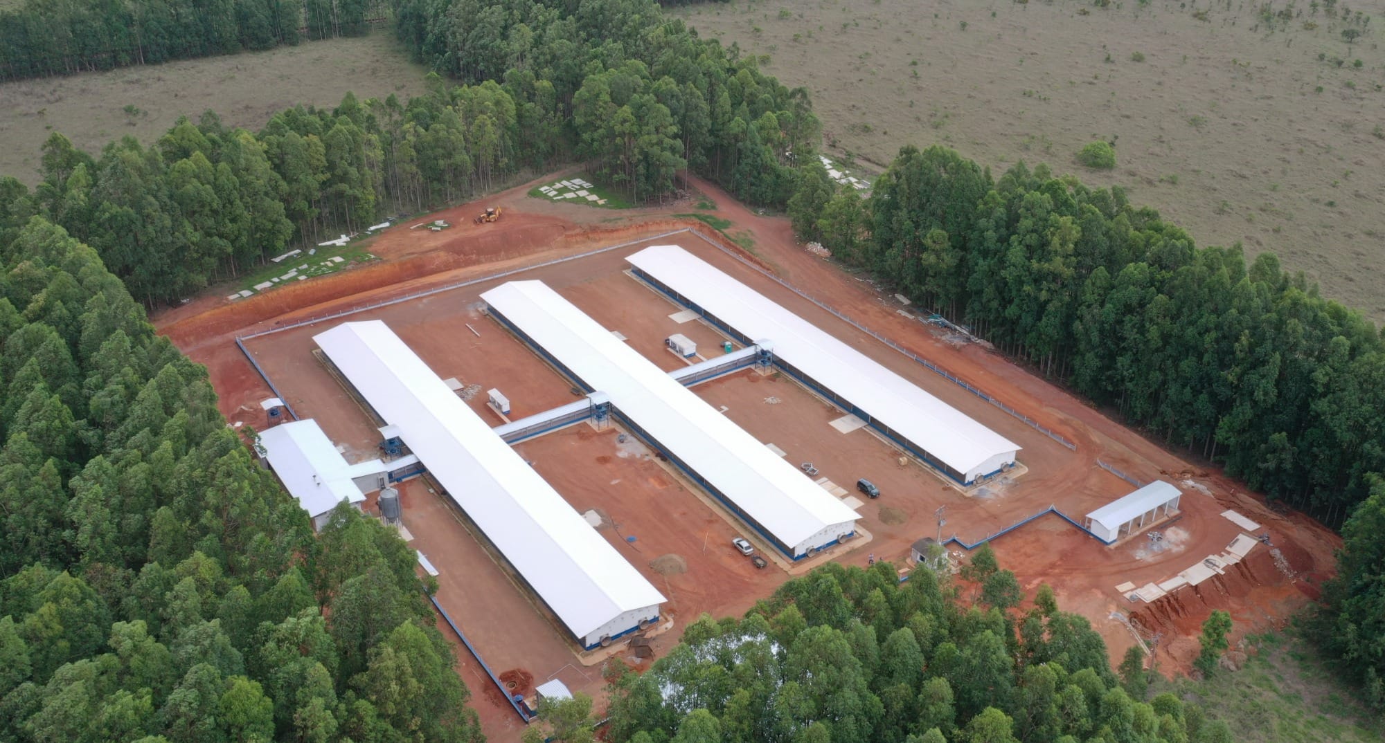Grupo Aviagen investe R$ 50 milhões para garantir o fornecimento de aves Hubbard na América Latina